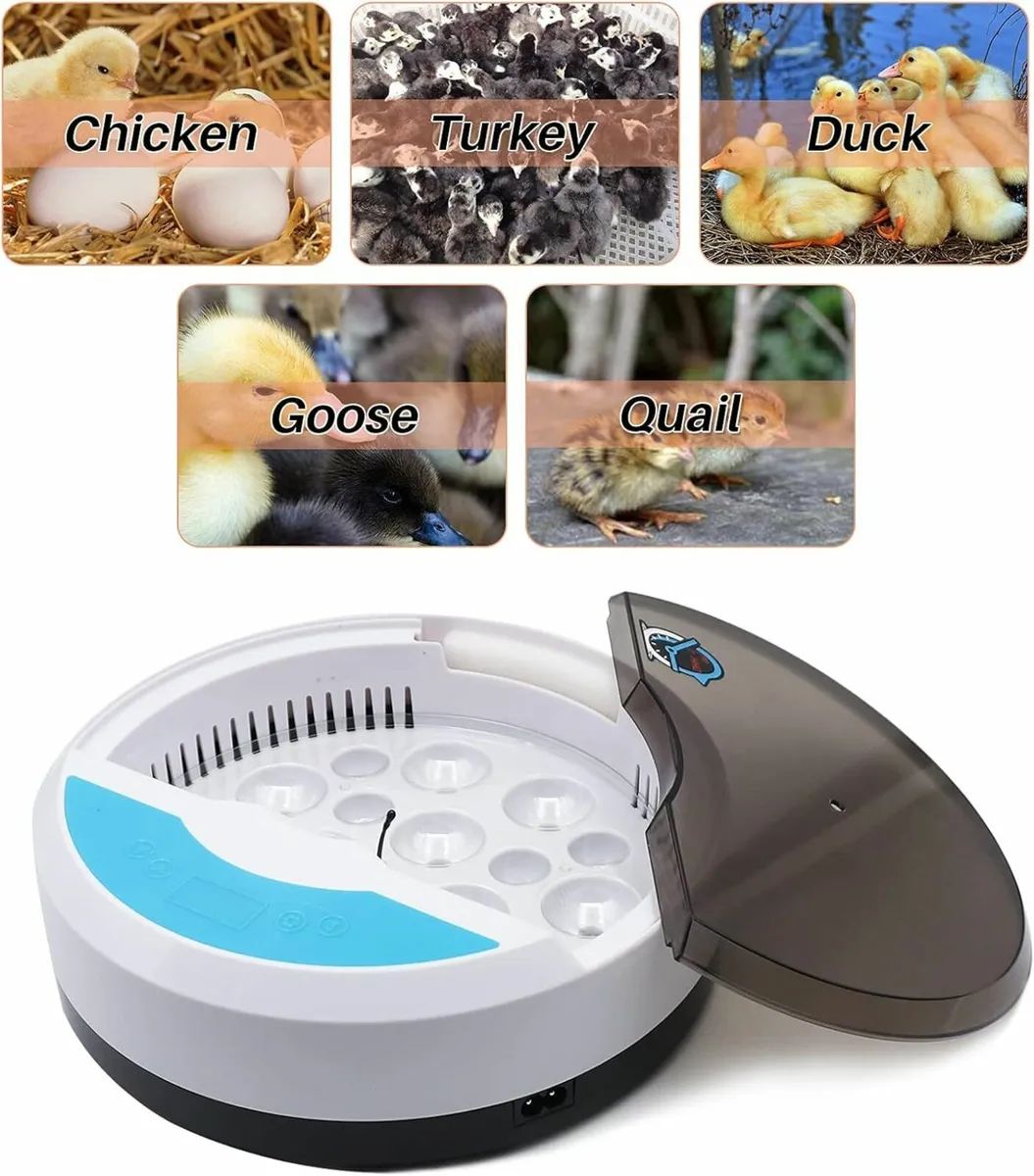 9 eggs + 4 bird eggs Automatic Egg Incubator  Farm - Image 1