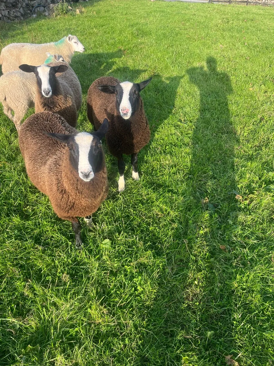 Zwartable Ram Lamb - Image 2