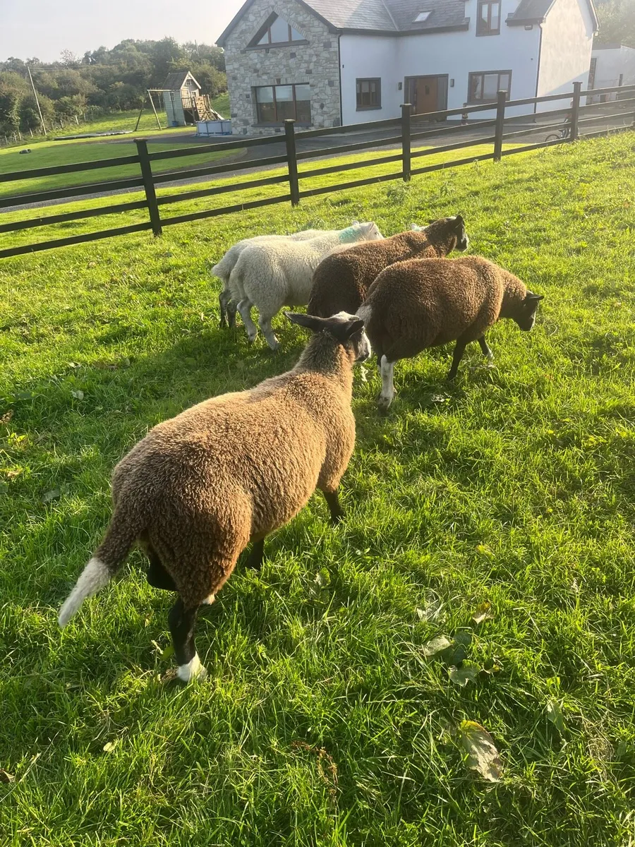 Zwartable Ram Lamb - Image 4