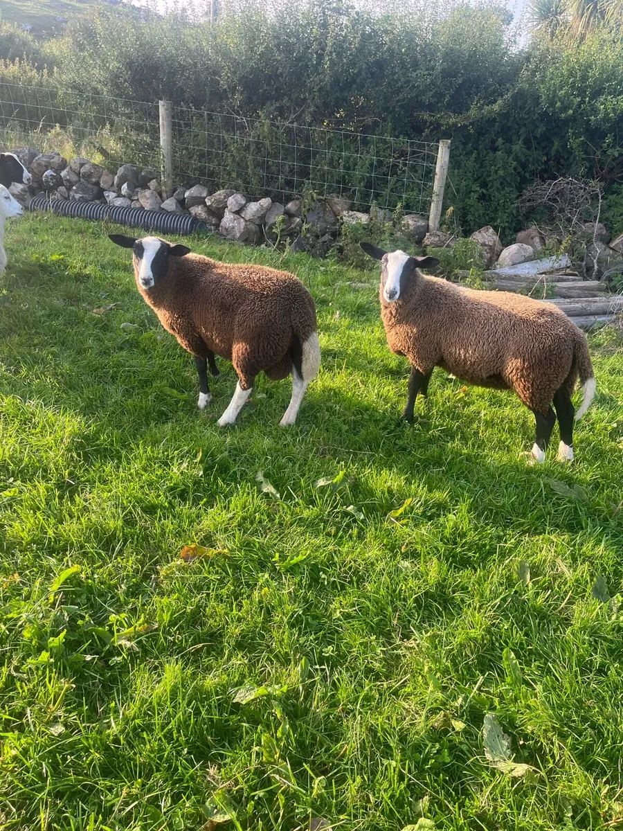 Zwartable Ram Lamb - Image 1