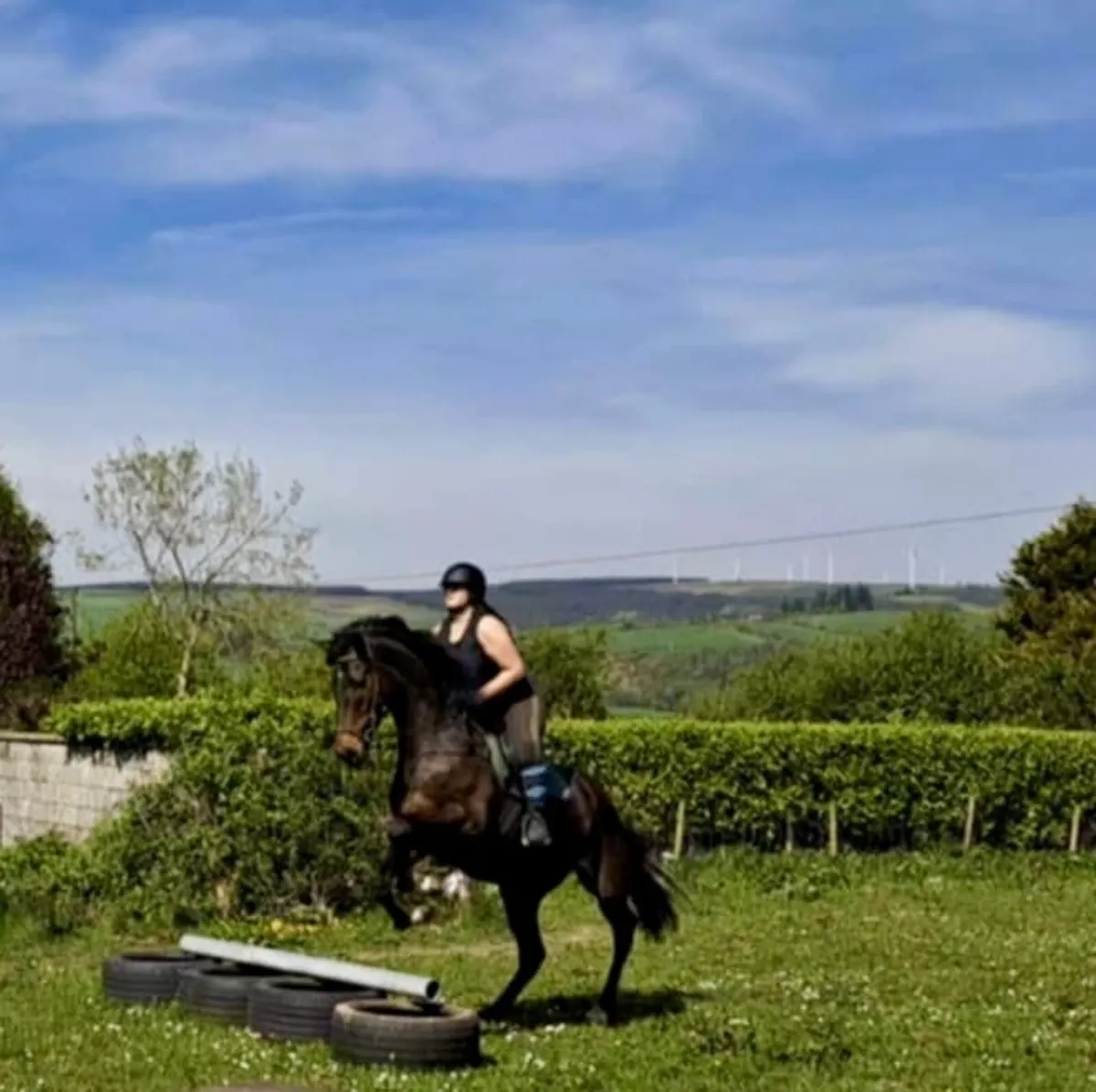 6yr old Gelding - Image 1