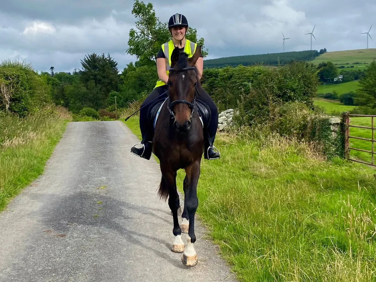6yr old Gelding - Image 2