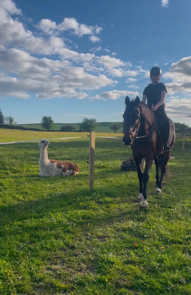 6yr old Gelding - Image 3
