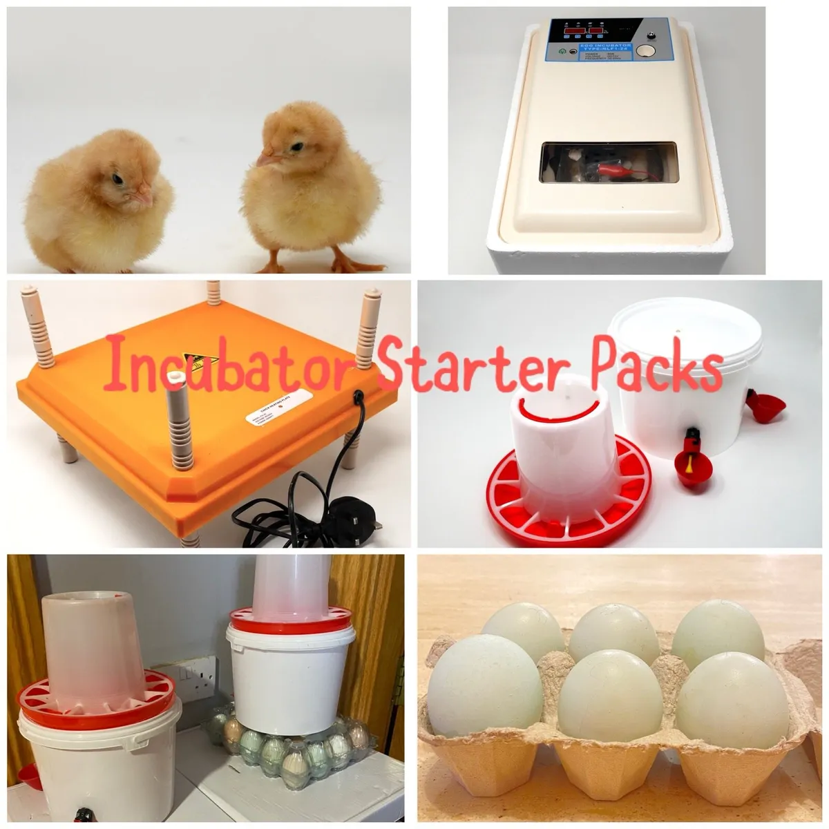 ***Chick Incubator Packs*** - Image 2