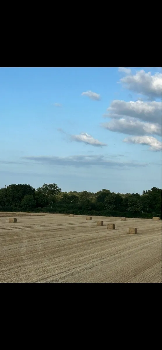 8X4X4 Wheaten straw - Image 4