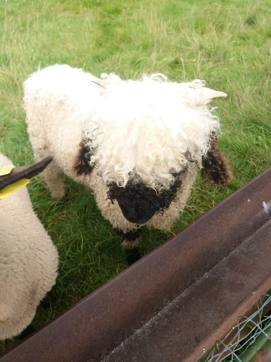 Valais Blacknose Ram Lamb - Image 1