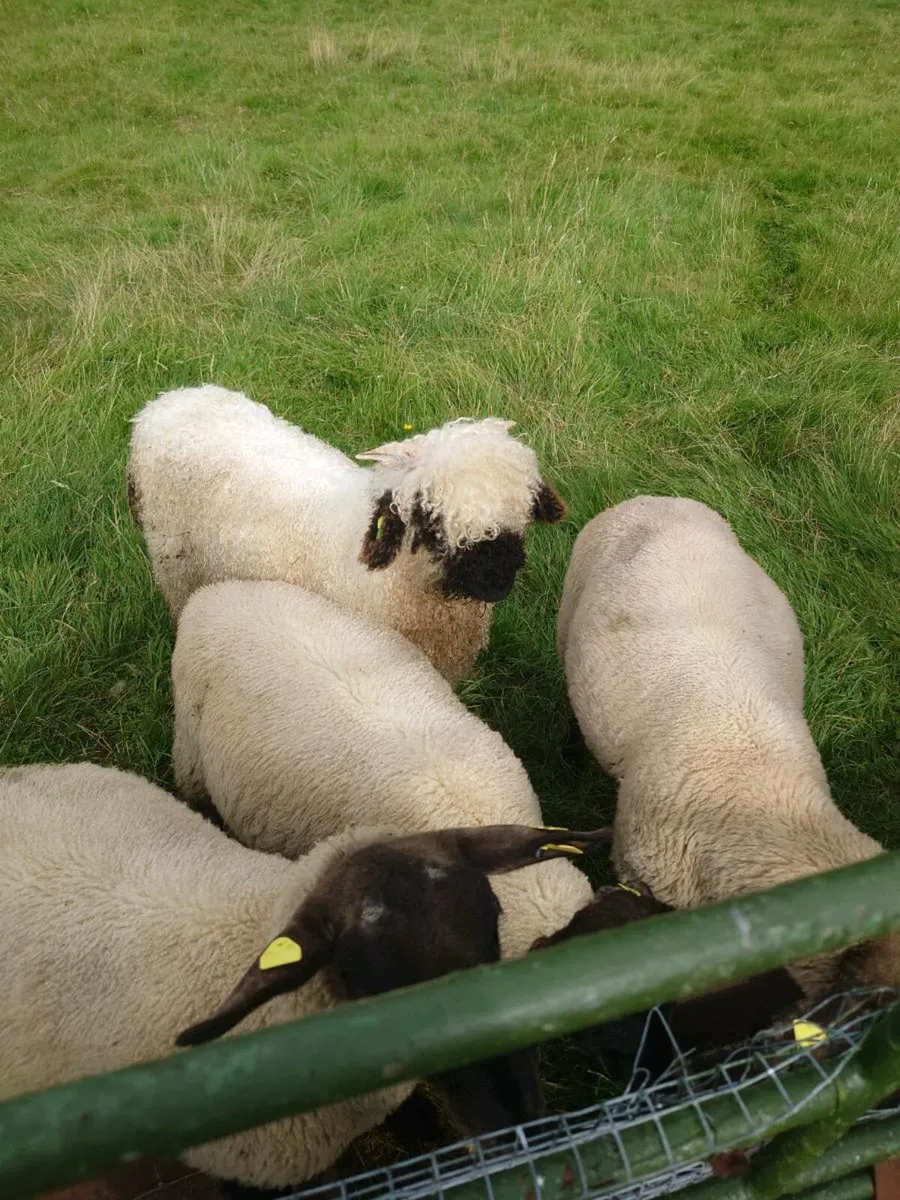 Valais Blacknose Ram Lamb - Image 2