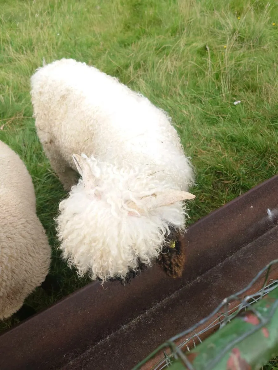 Valais Blacknose Ram Lamb - Image 3
