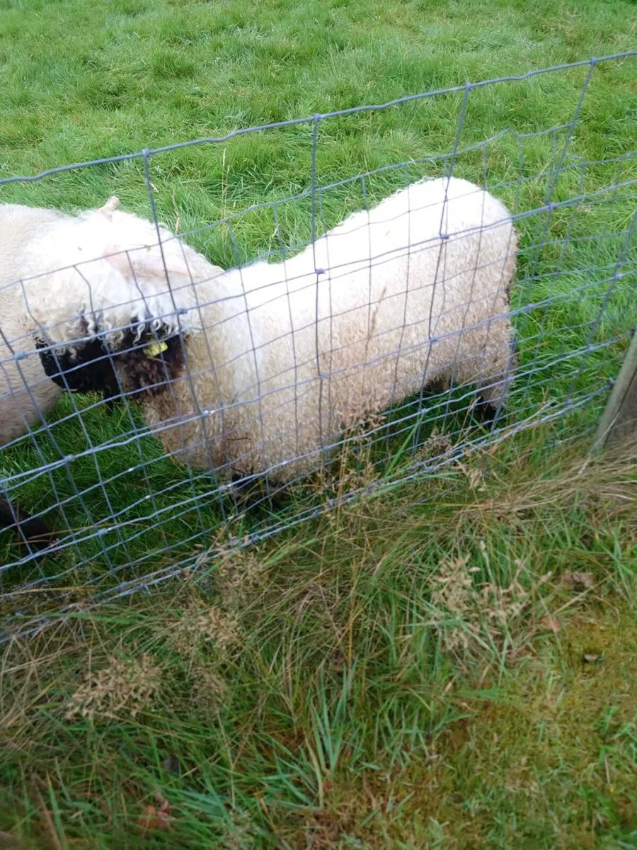 Valais Blacknose Ram Lamb - Image 4