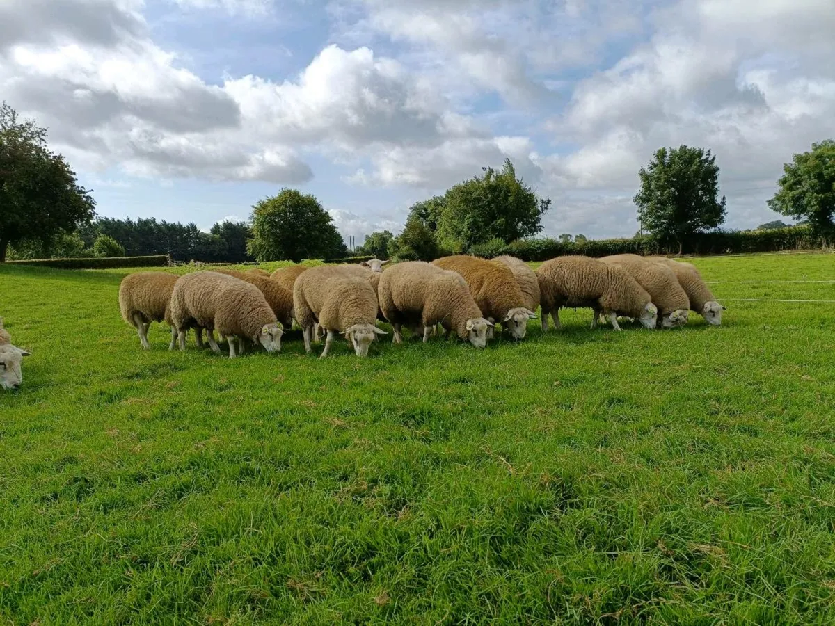 Pedigree Belclare Ram & Hogget - Image 1