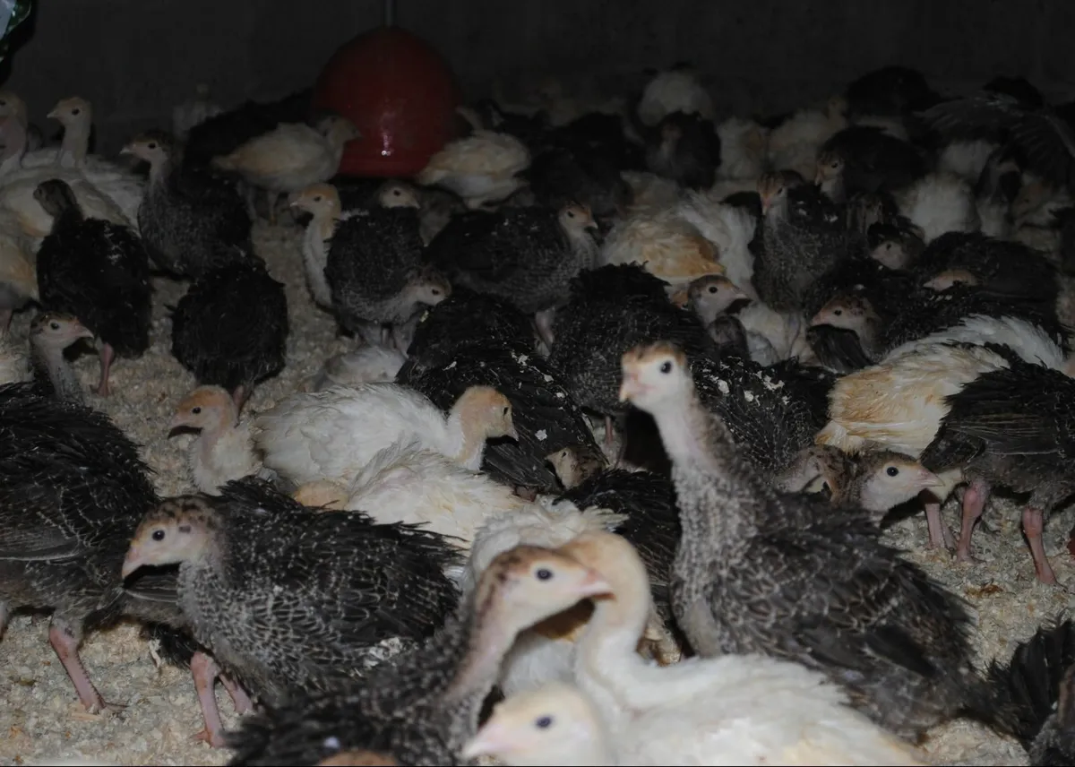 Turkeys