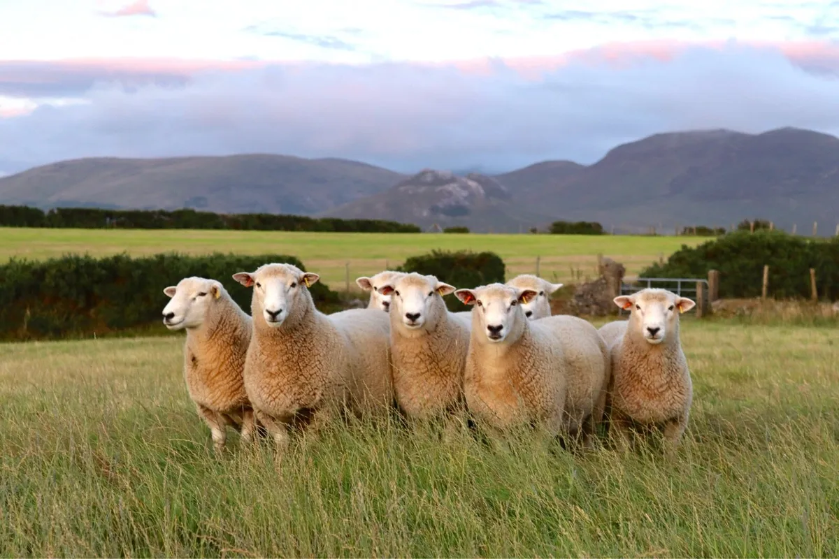 NZ Romney Rams