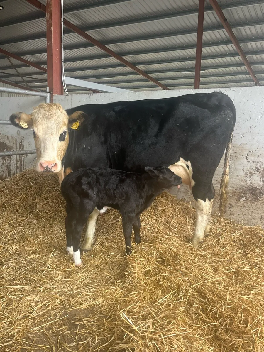 Springer (calved last night) - Image 1