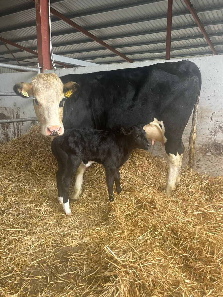 Springer (calved last night) - Image 2