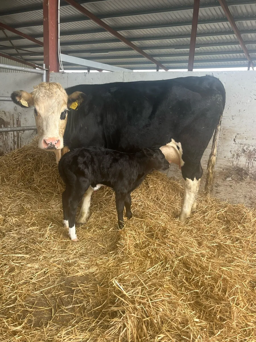 Springer (calved last night) - Image 3