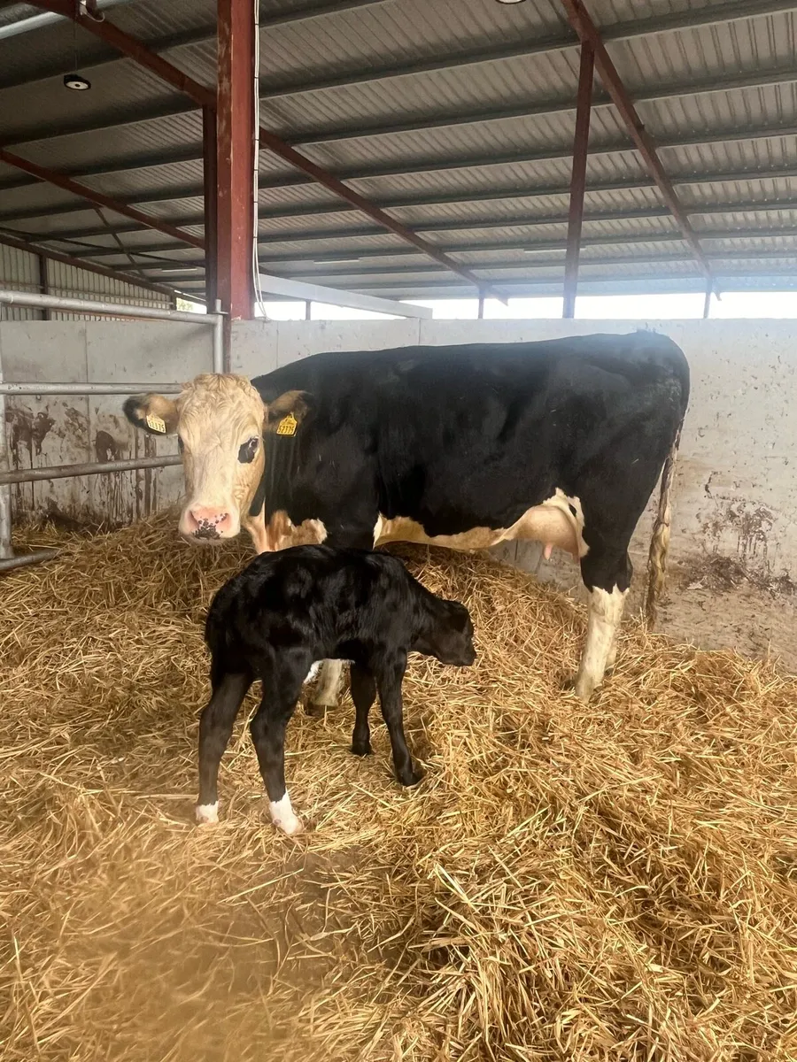 Springer (calved last night) - Image 4