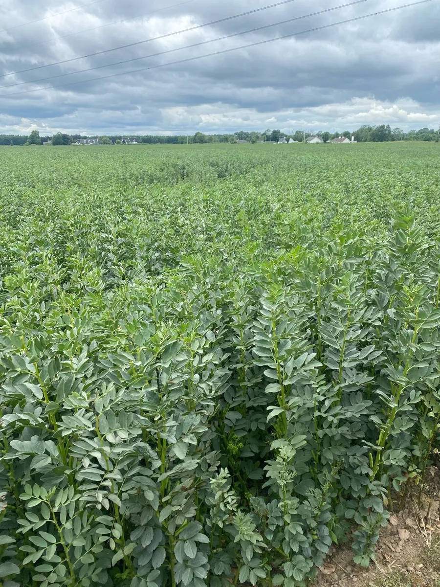 Bean straw - Image 1