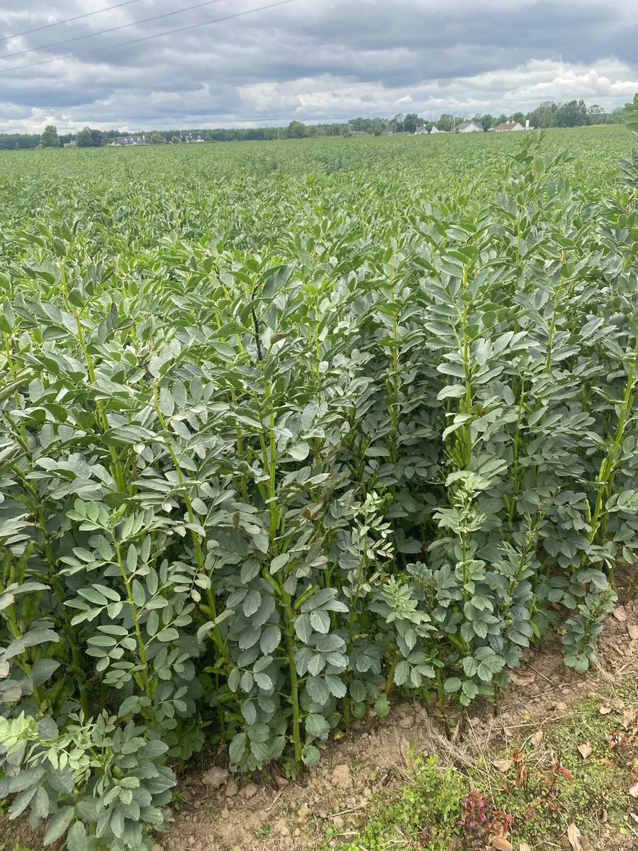 Bean straw - Image 2