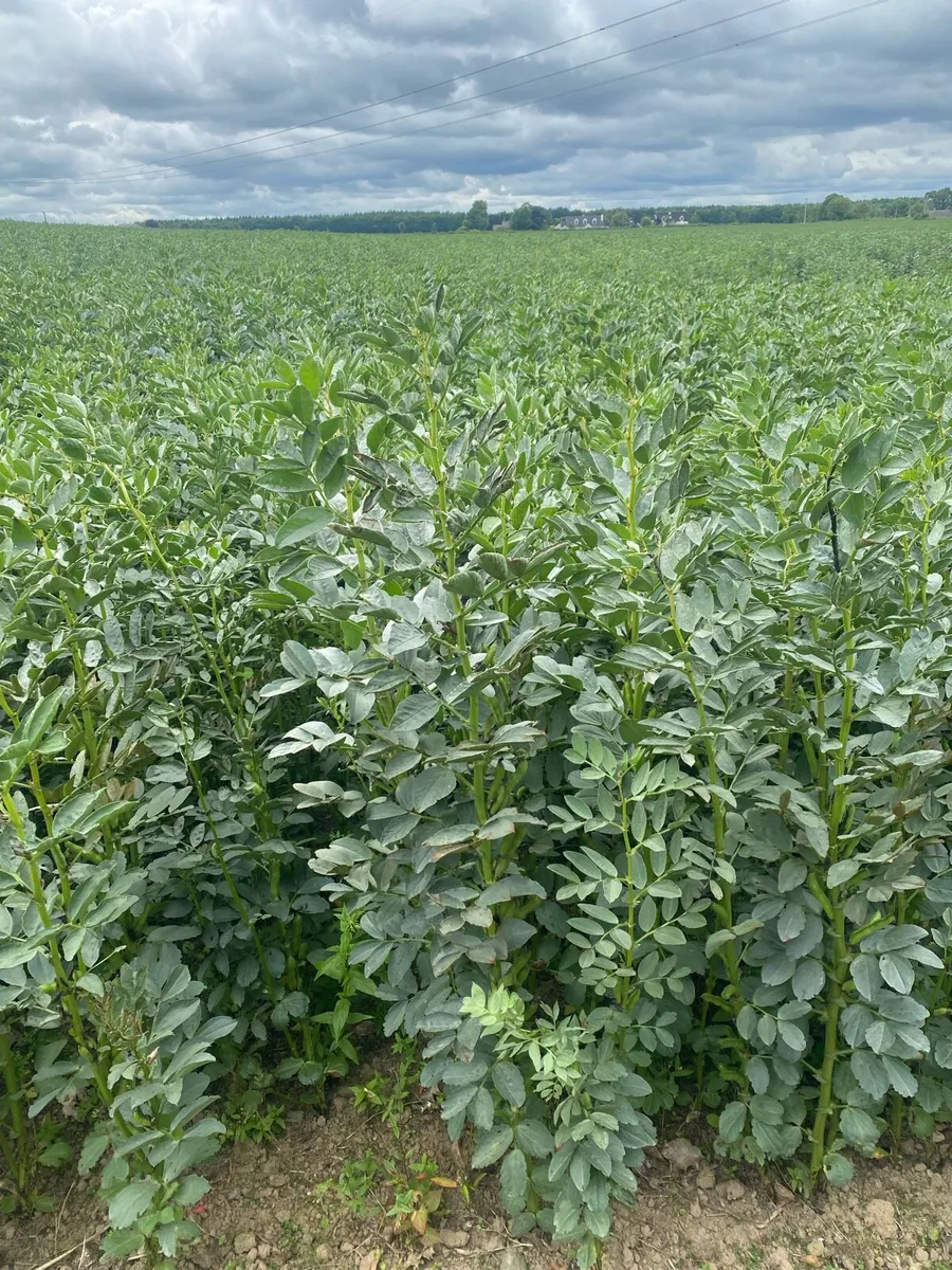 Bean straw - Image 3