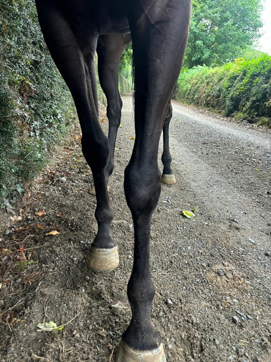 4year Old French Thoroughbred - Image 1