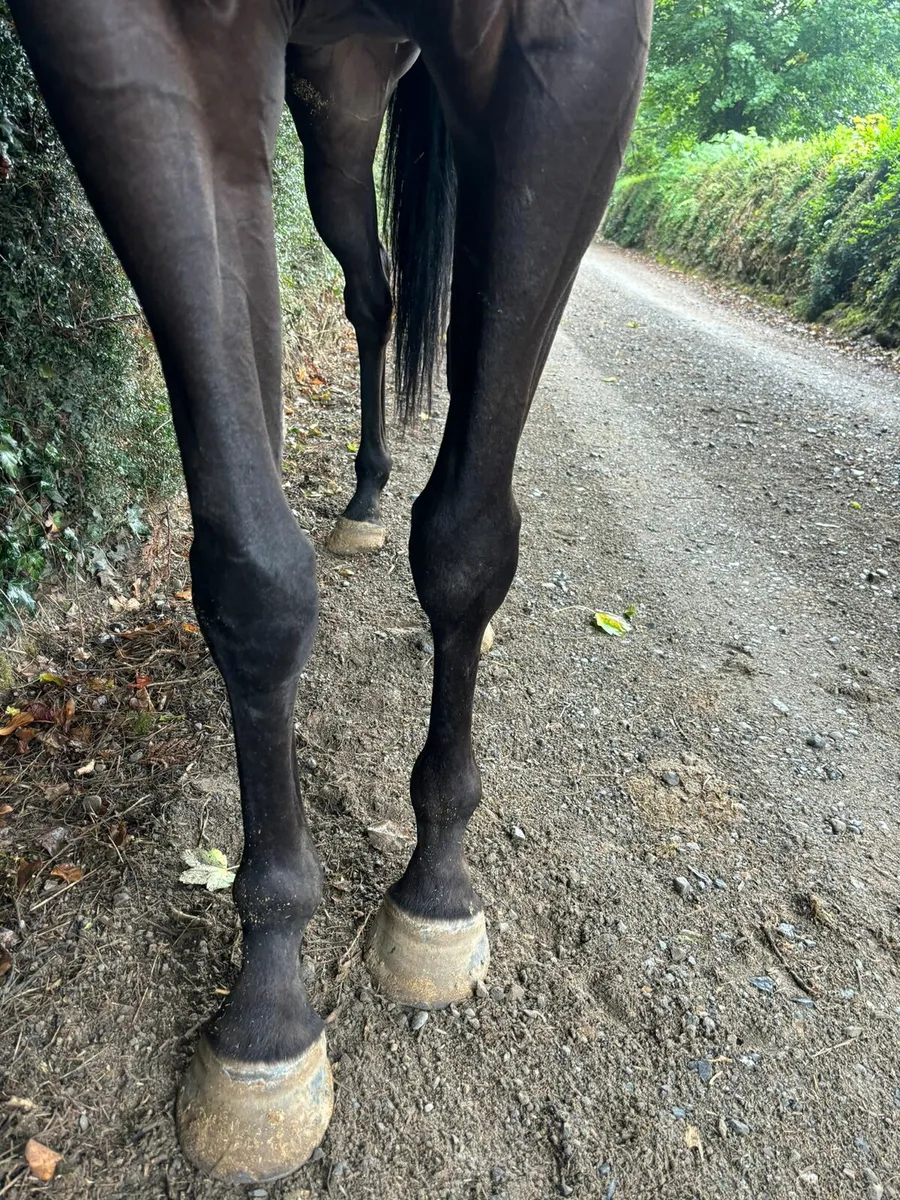 4year Old French Thoroughbred - Image 2