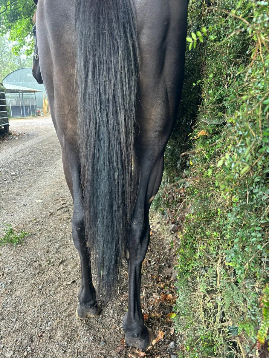 4year Old French Thoroughbred - Image 3