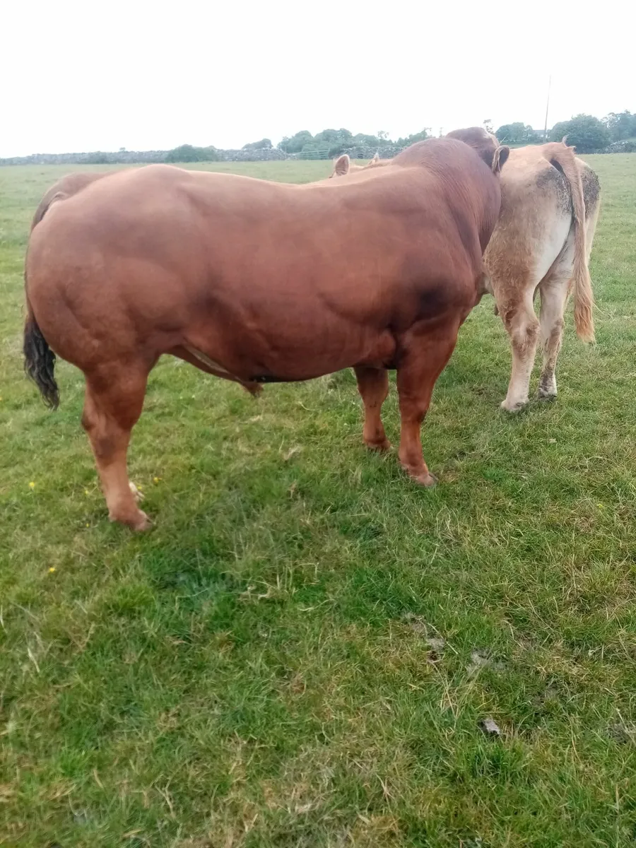 Stock Bull - Image 2