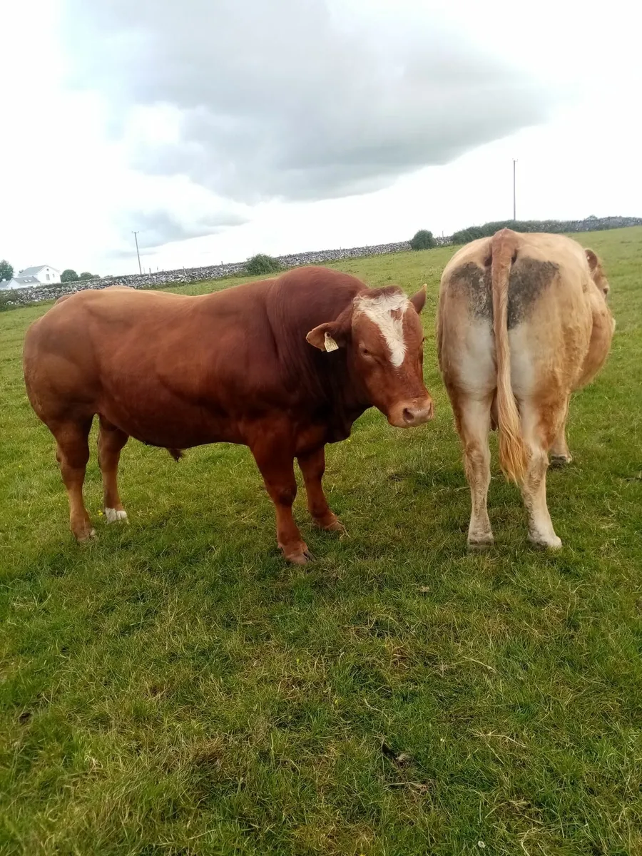 Stock Bull - Image 3