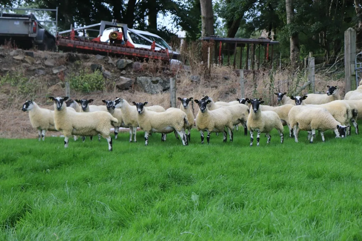 Hoggets - Image 2