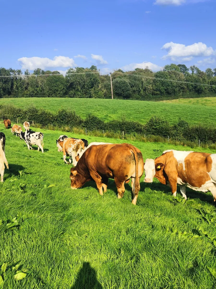 Limousine bull - Image 1