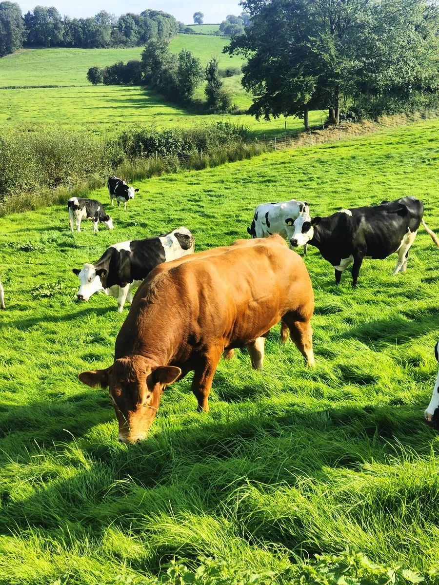 Limousine bull - Image 2