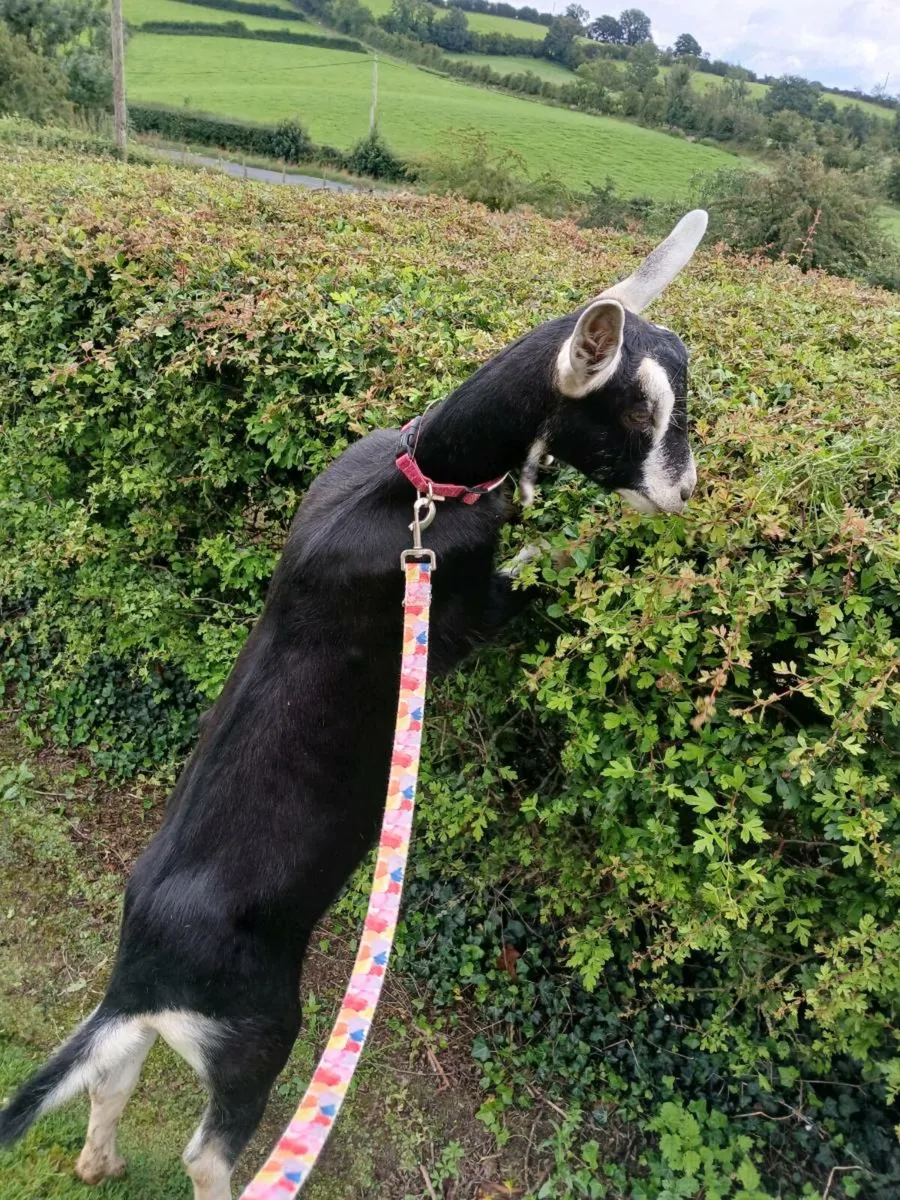 Purebred British alpines - Image 1