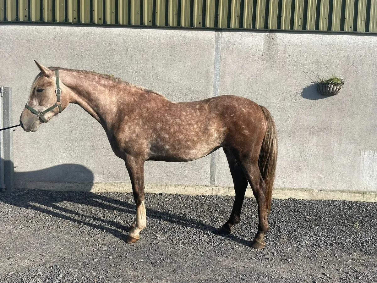 Millhollow Stroller x Mountain Diamond filly - Image 2