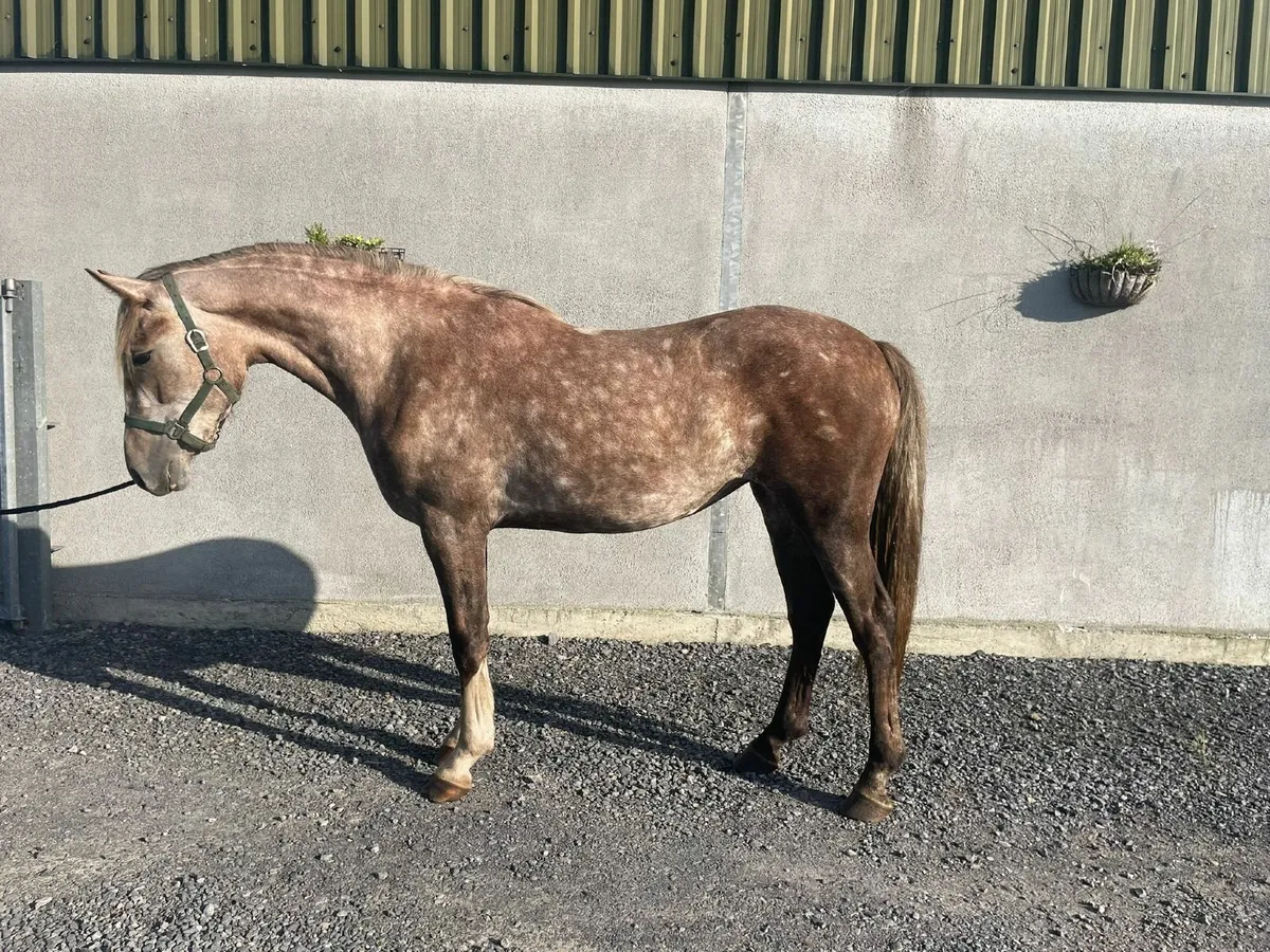 Millhollow Stroller x Mountain Diamond filly - Image 1