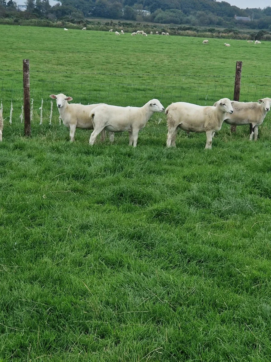 Easycare Lambs - Image 2