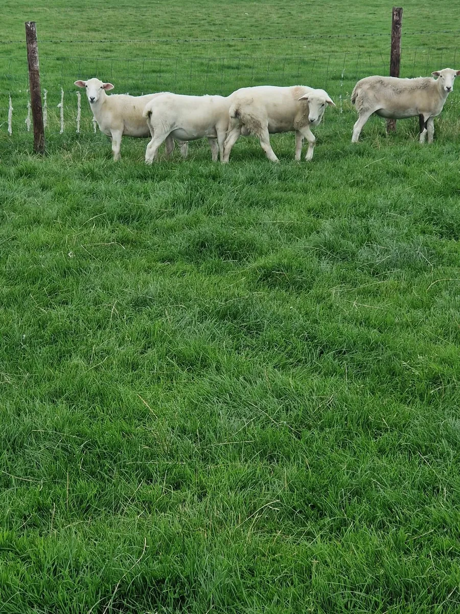 Easycare Lambs - Image 3
