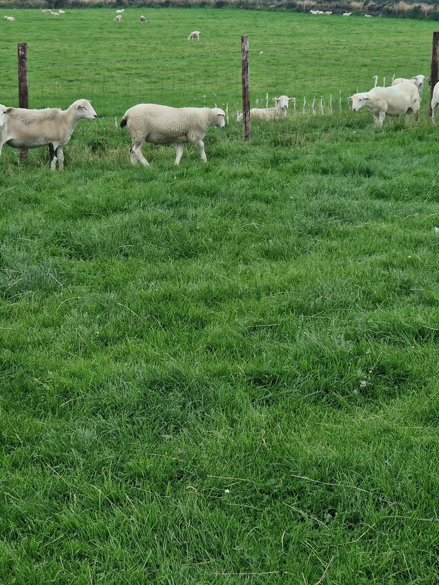 Easycare Lambs - Image 4