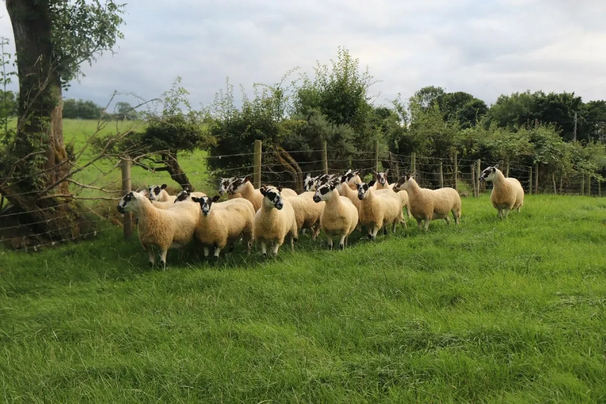 Hoggets - Image 3