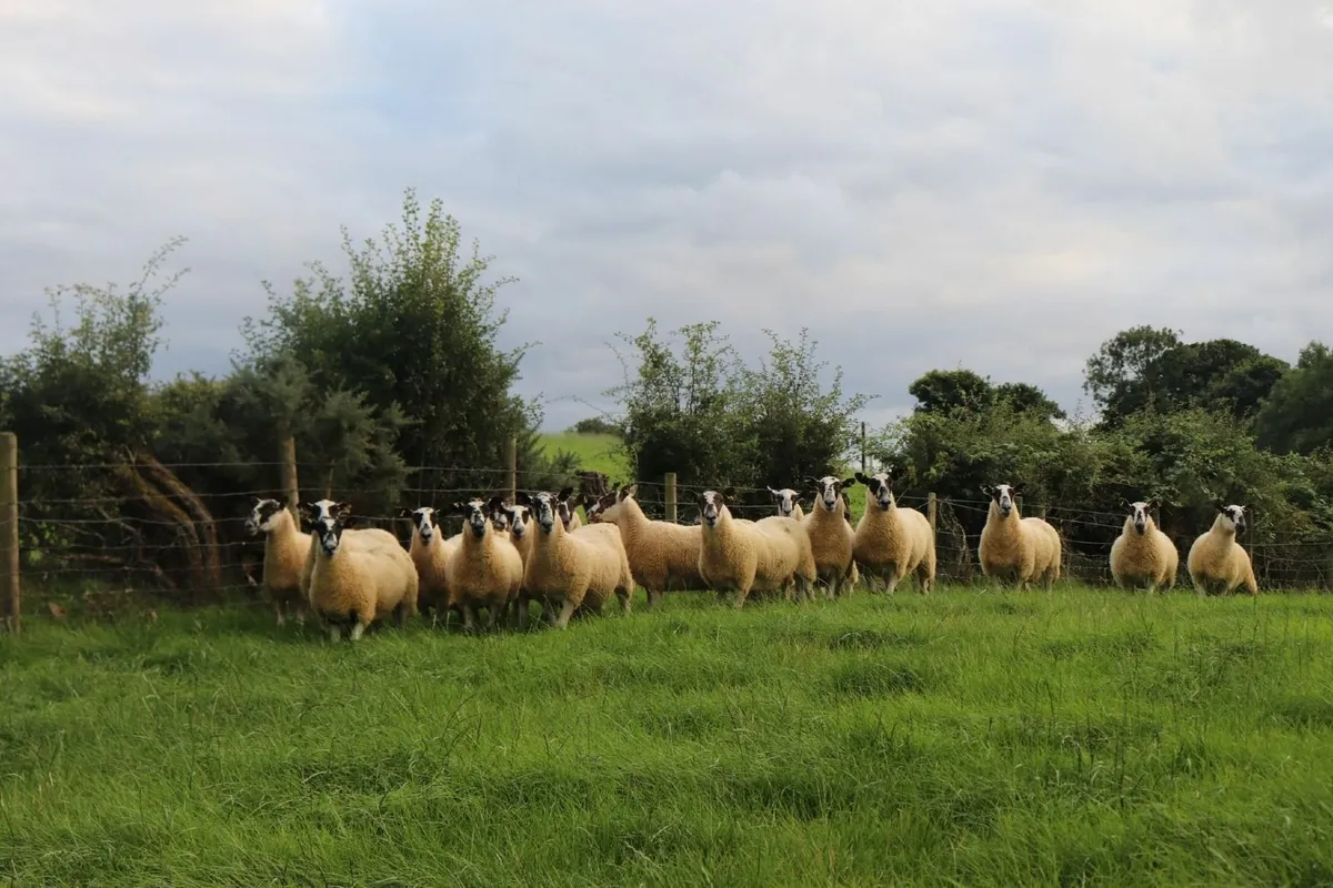 Hoggets - Image 4