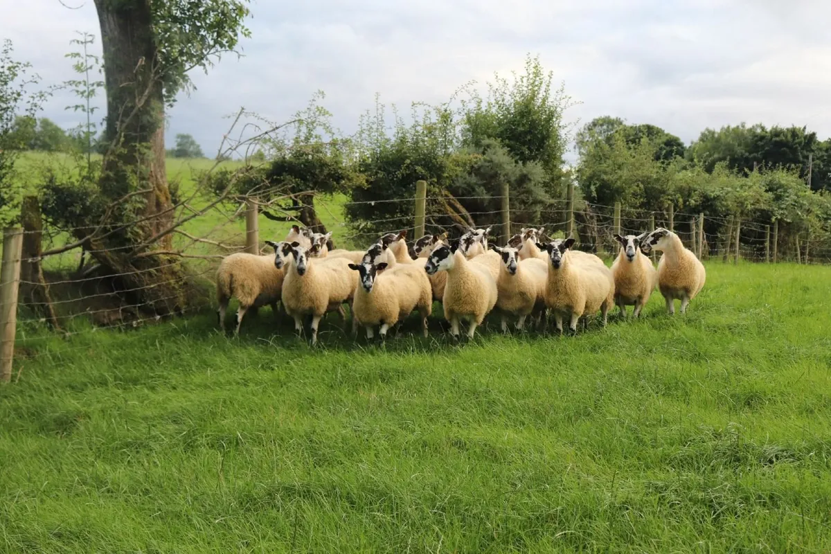 Hoggets - Image 1