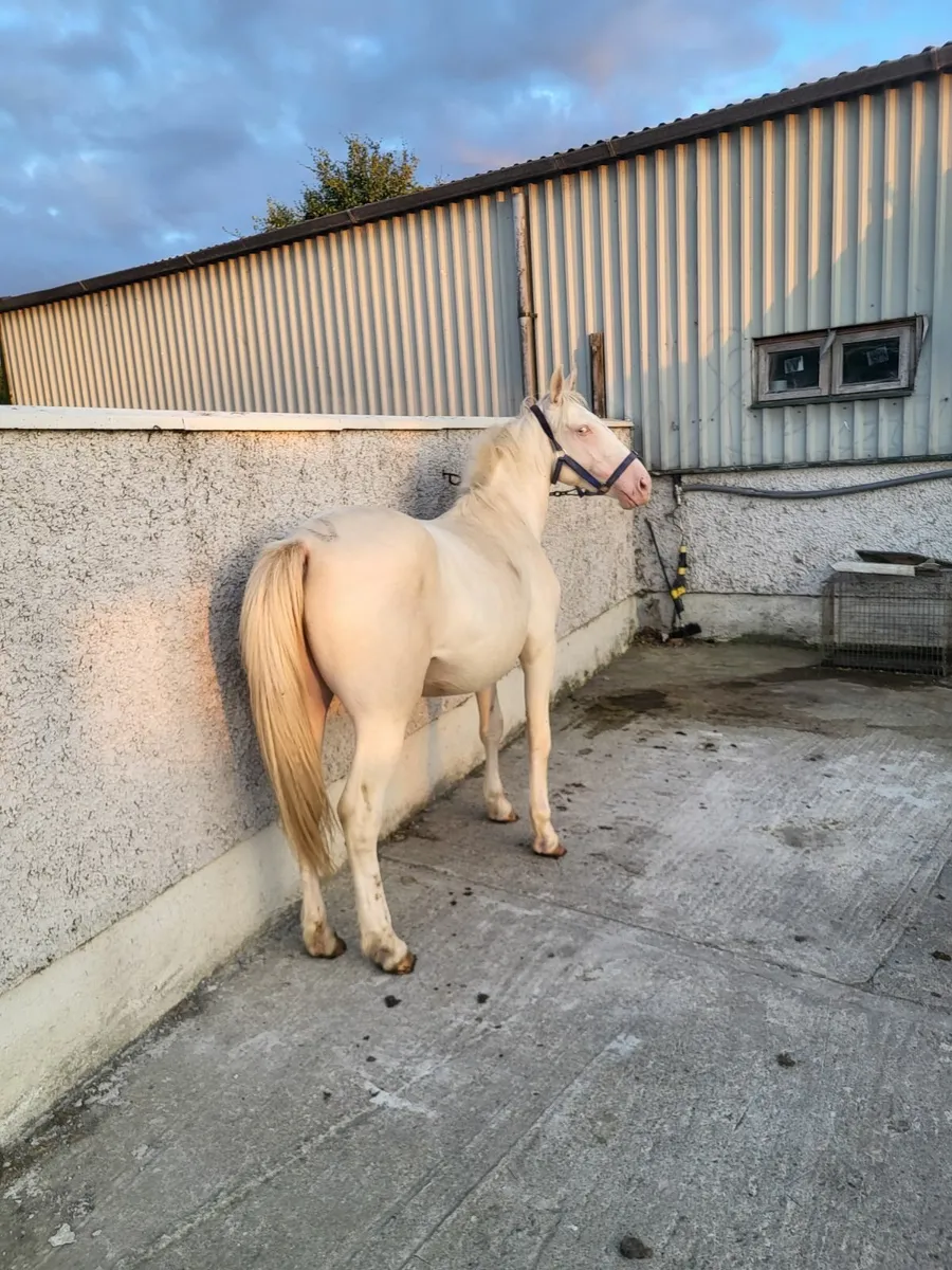 2yr old cremello filly