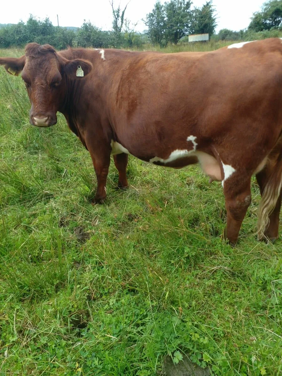 Shorthorn Heifer - Image 1