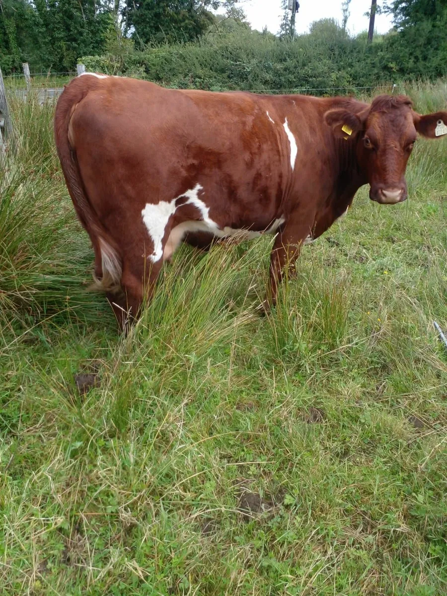 Shorthorn Heifer - Image 2