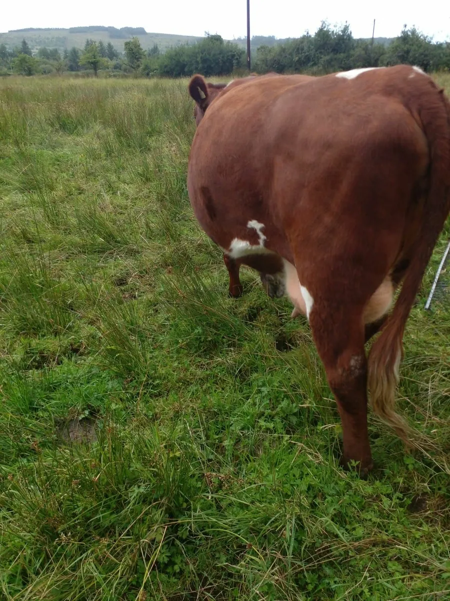 Shorthorn Heifer - Image 3