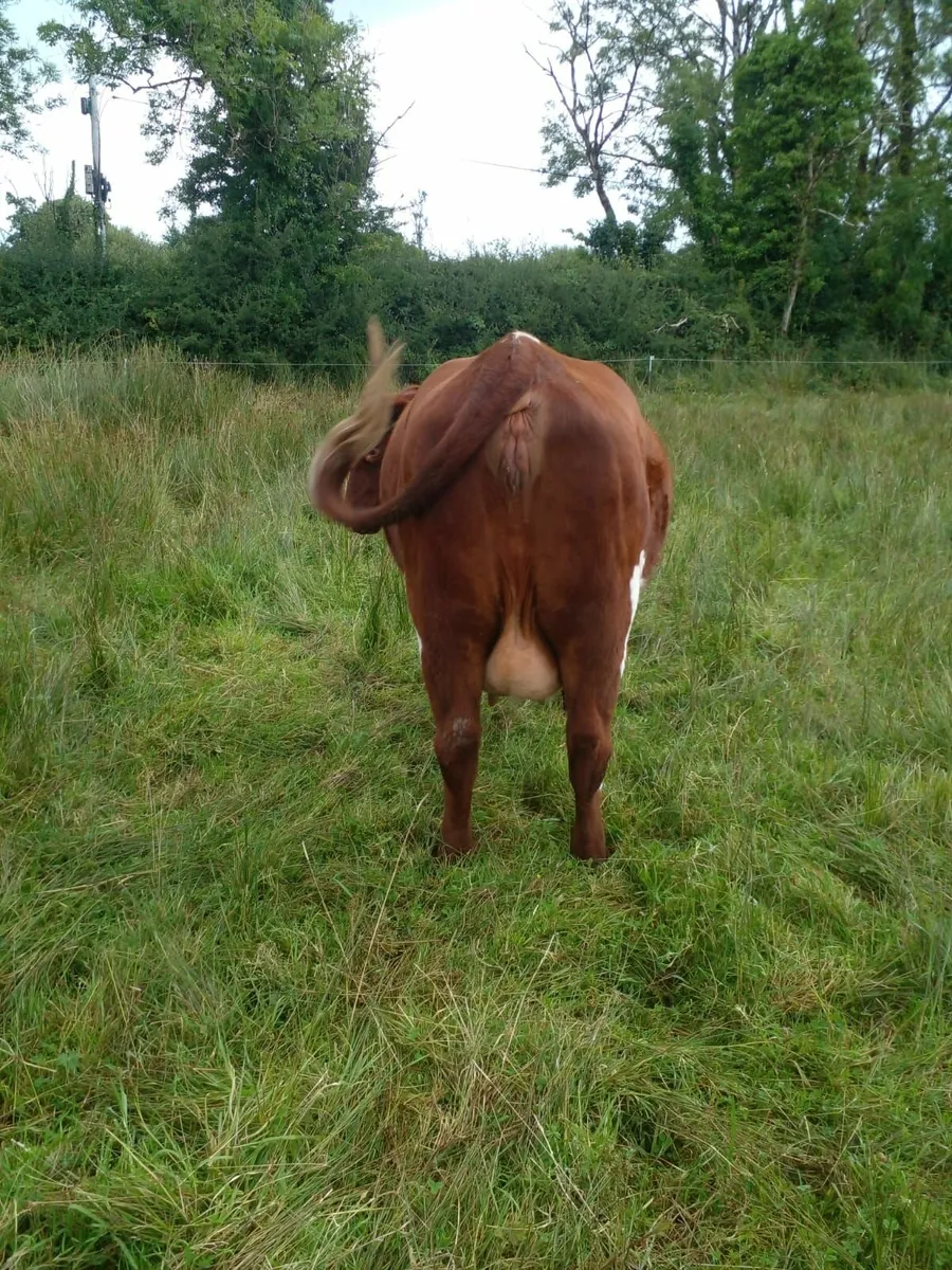 Shorthorn Heifer - Image 4