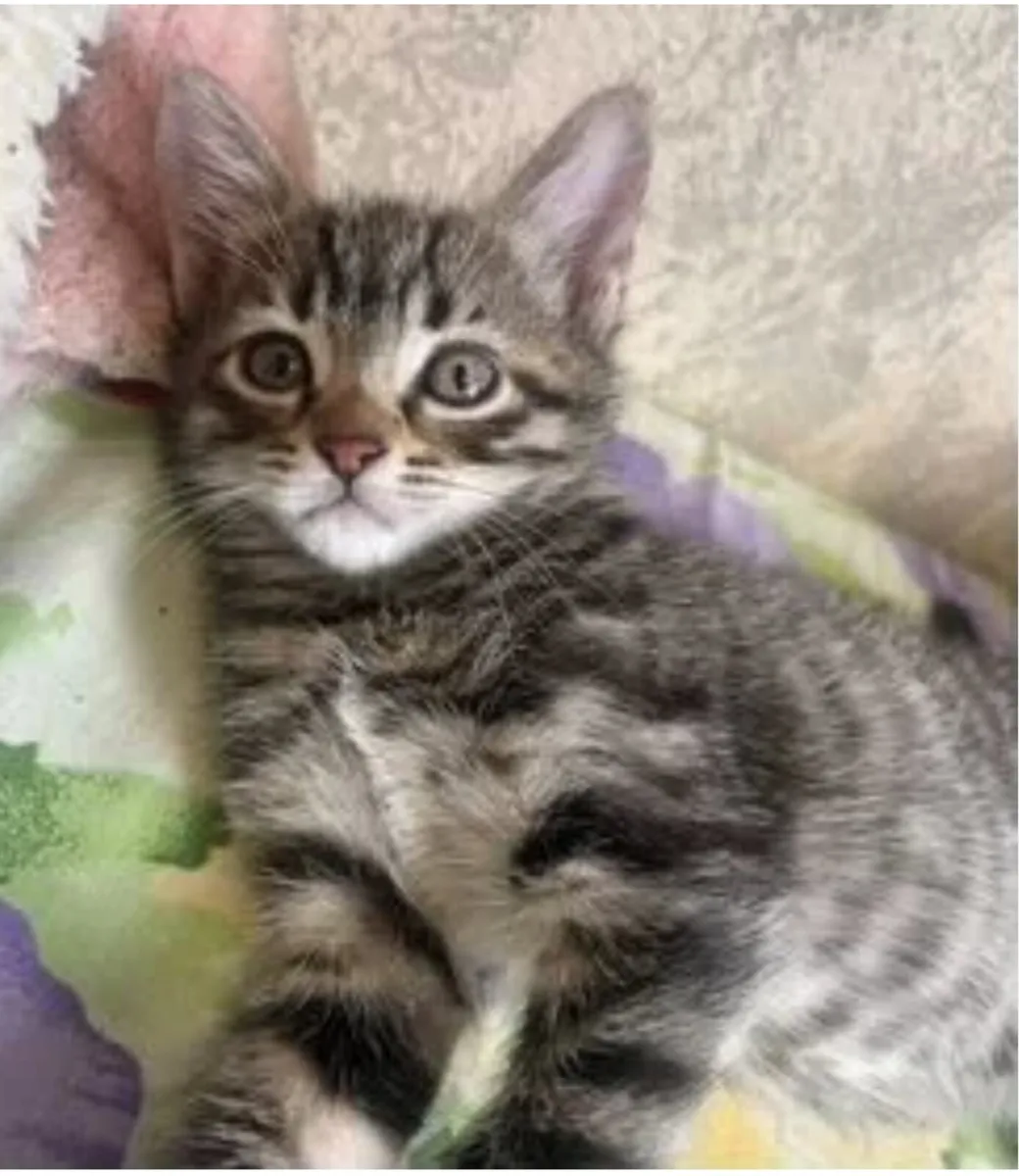 Friendly kitten available - Image 1