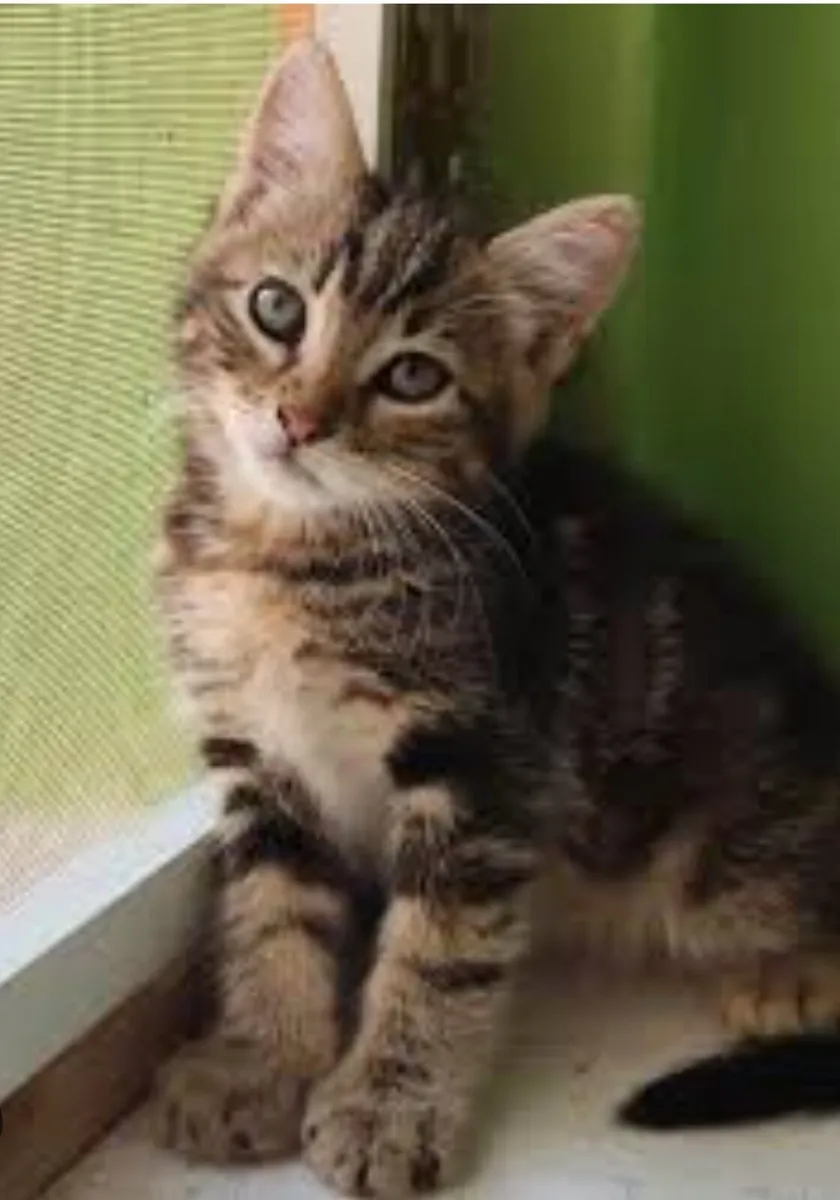 Friendly kitten available - Image 2