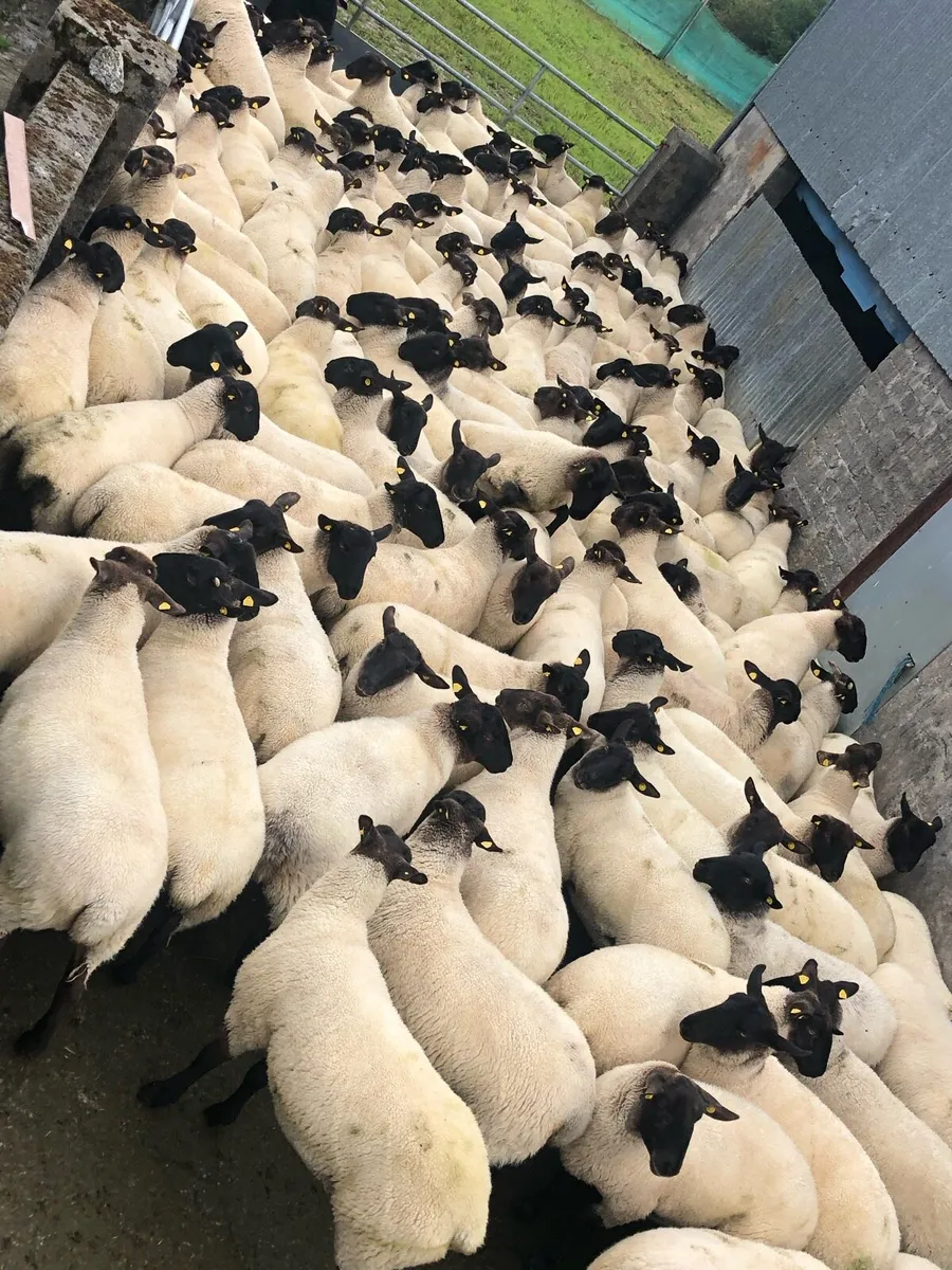 Suffolk x mule hoggets - Image 1