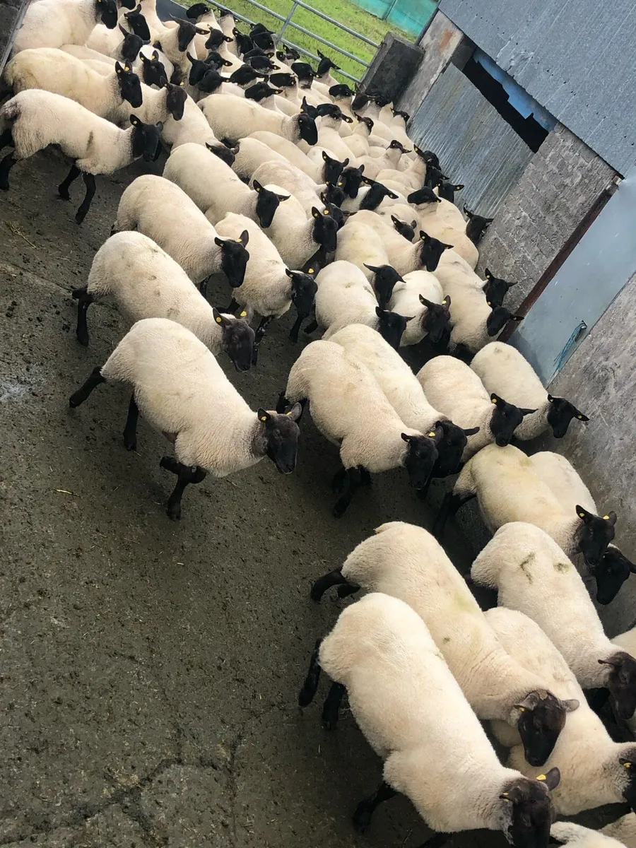 Suffolk x mule hoggets - Image 3