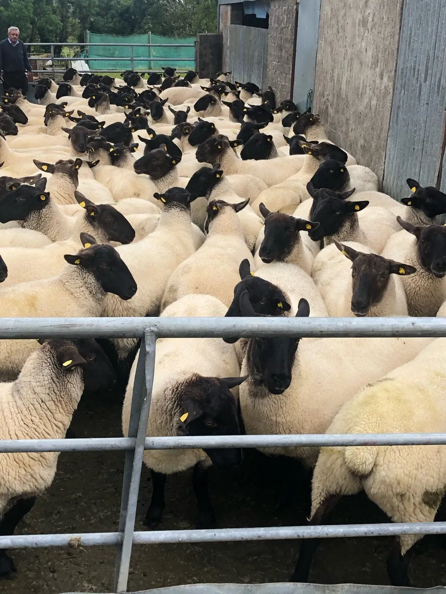 Suffolk x mule hoggets - Image 4